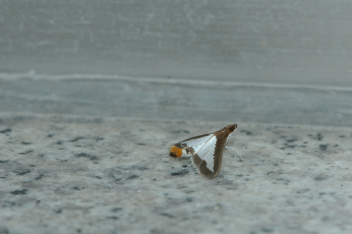 목화바둑명나방(2024년 9월 26일, 영인면)