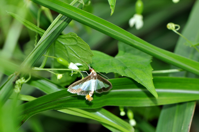 목화바둑명나방(2020년 9월 9일, 치평동)