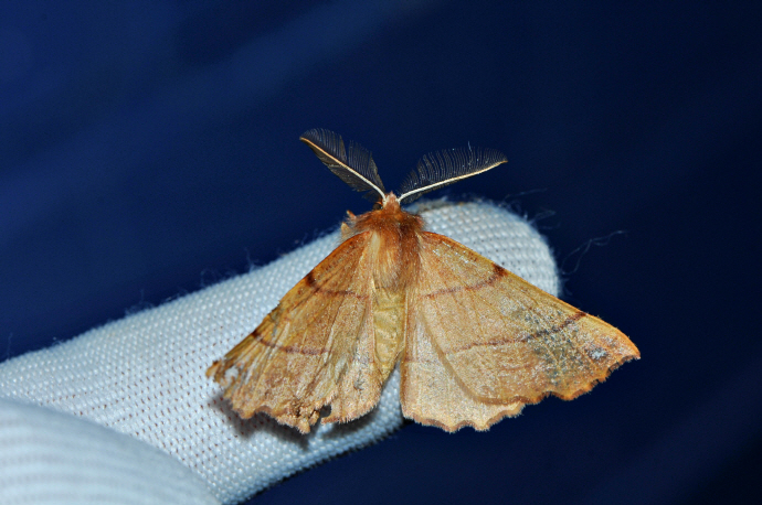 흰점갈색가지나방(2024년 11월 21일, 영인면)