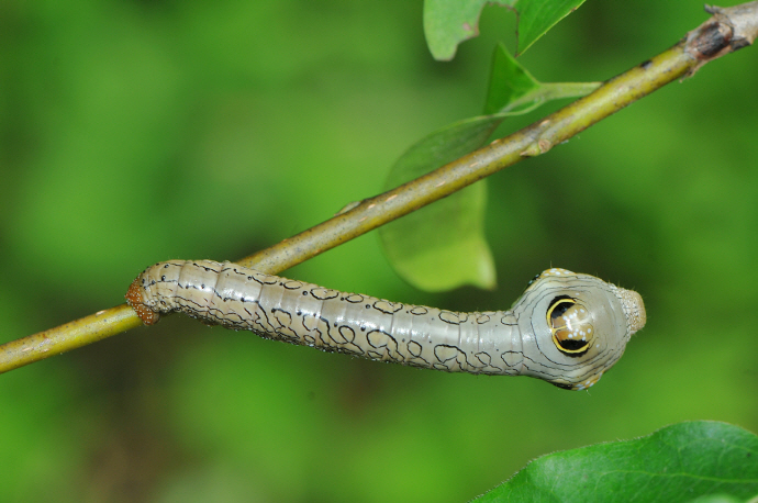 큰알락흰가지나방애벌레(2016년 7월 23일, 칠불사)
