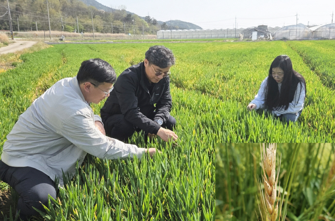 전남 맥류 붉은곰팡이병 확산 선제대응 필요 - 뉴스 썸네일 이미지